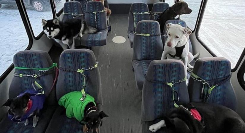 Imádja az internet a videót, amin alaszkai kutyusok úgy buszoznak, mint az emberek