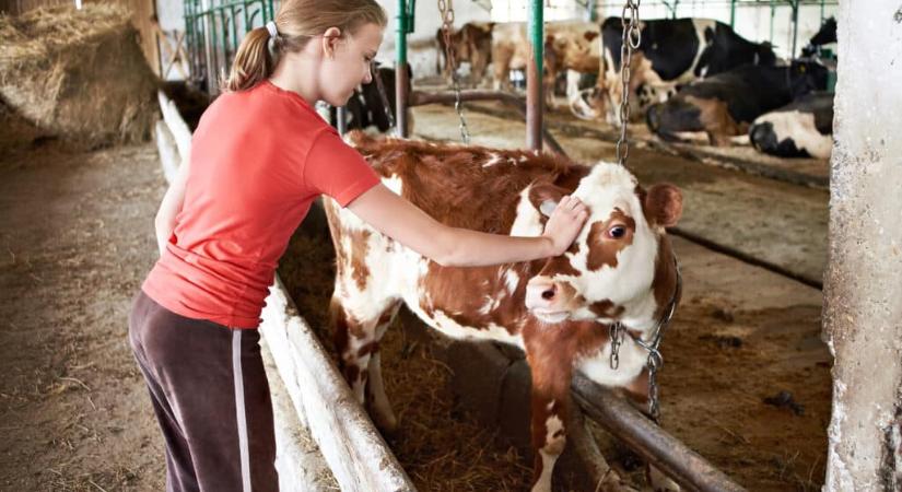 A TikTokon számolnak le a tejipart érő vádakkal a fiatal gazdák Angliában