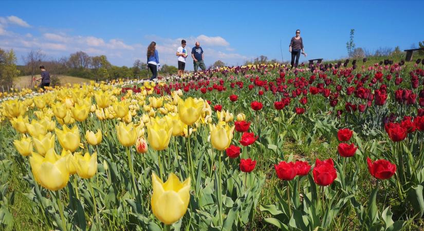 Mandalákban pompázik több tízezer tulipán a Balaton melletti Kincsek Völgyében