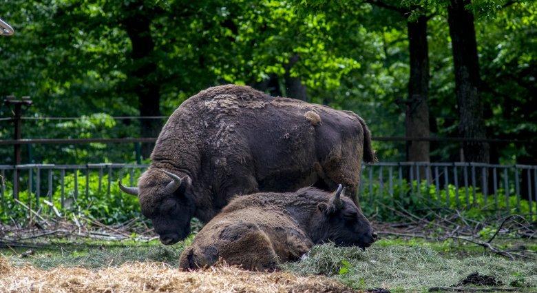 Bölényeket szaporítanának a marosvásárhelyi állatkertben