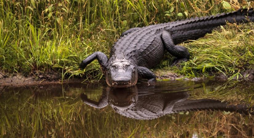 Aligátor kopogtatott be egy floridai házba, végül az állat húzta a rövidebbet
