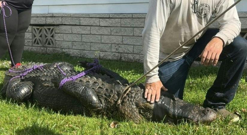 Egy aligátor bekopogtatott egy floridai házba, majd megharapta a házigazdát