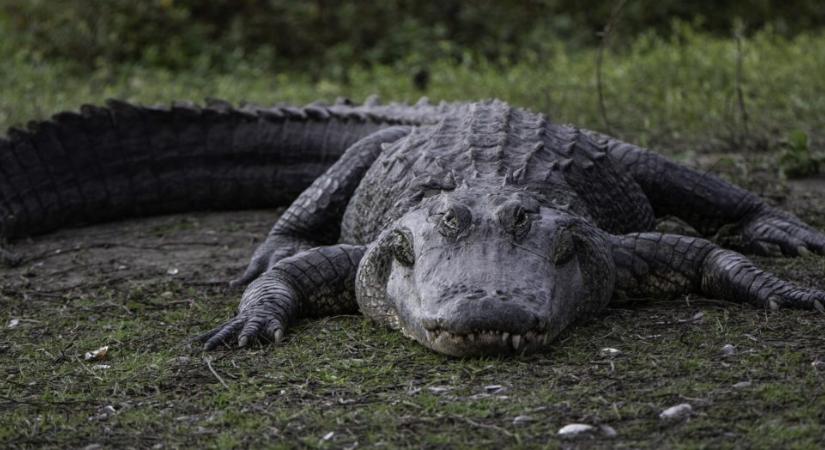 Aligátor “kopogtatott” be egy floridai férfi házába, ajtónyitás után egyből harapott