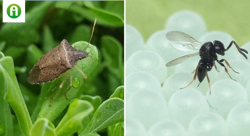 Egy parazita darázs segítheti a zöld vándorpoloska elleni küzdelmet