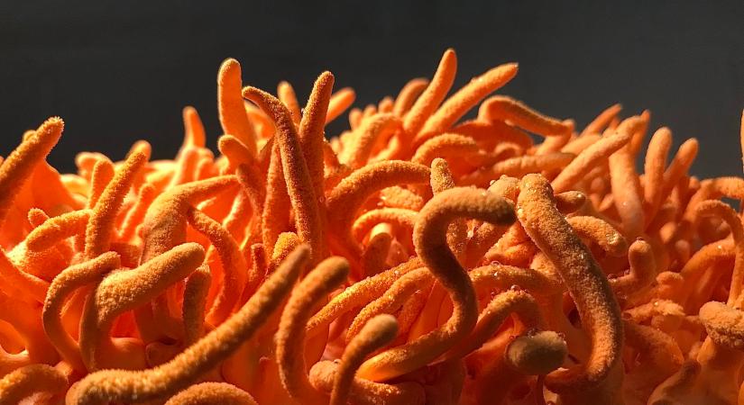 Egy himalájai gombát állítólag már évszázadok óta használják a rák kezelésére