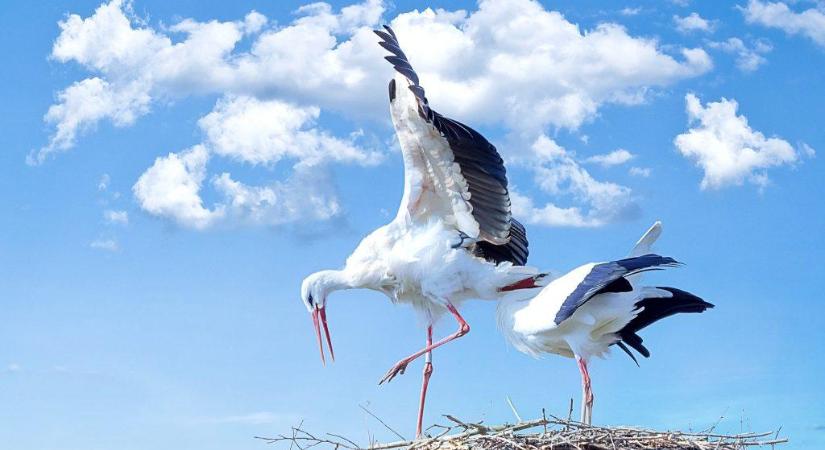 Applikáció segíti a gólyák megfigyelését és az adatszolgáltatást
