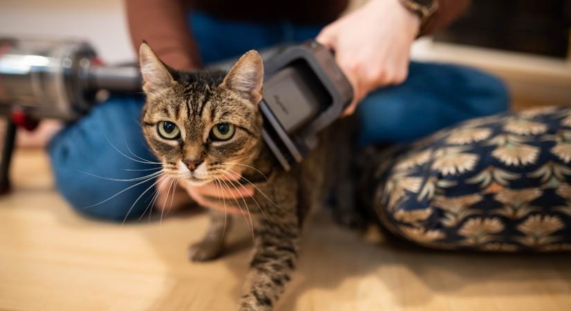 Viszlát, macskaszőr! A Dyson Kisállat szívófeje végre szőrmentessé tette a teljes lakást
