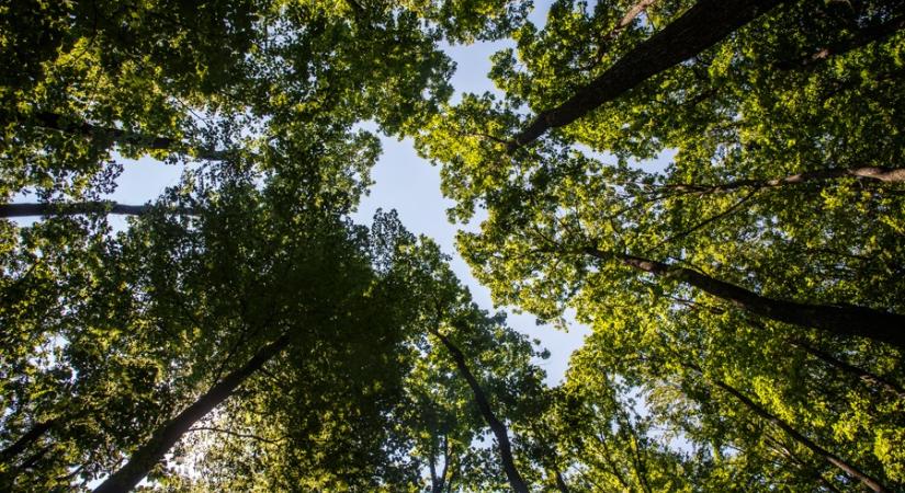 A Szombathelyi Erdészeti Zrt. az elmúlt öt évben csaknem 14 millió csemetét ültetett el