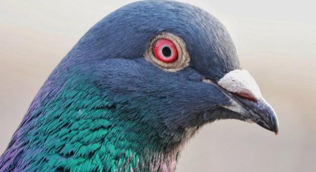Újabb drogos-hátizsákos galamb bukott le Kanadában