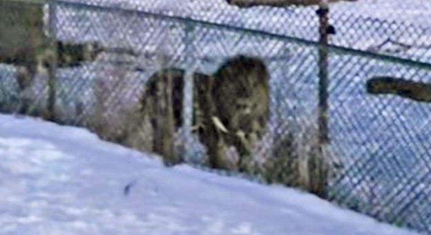 Kutyasétáltatás közben találkozott egy oroszlánnal egy torontói nő