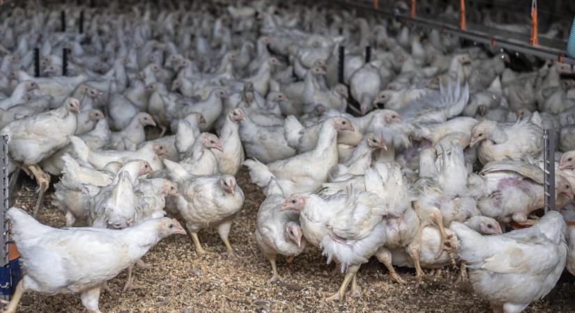 Baranyai csirkefogók több tízezer csirkét csaltak ki