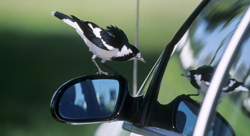 Autókat, ablakokat támadnak a megvadult madarak