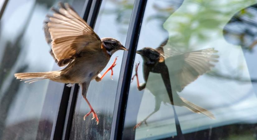 Napokon át harcolhatnak tükörképeik ellen a madarak