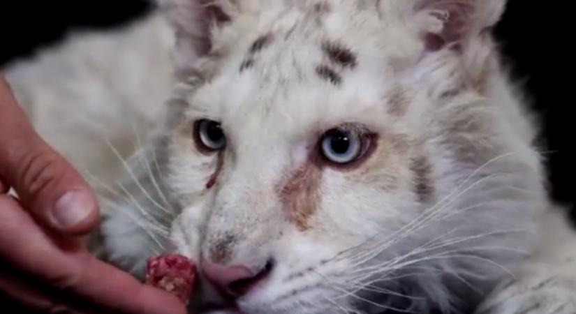 Szemetesből mentettek meg egy fehér tigriskölyköt Athénban (VIDEÓ)