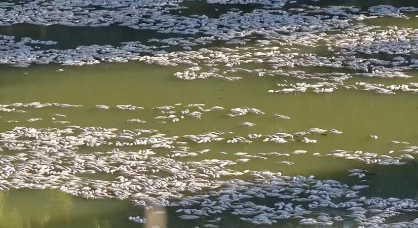 Több millió elpusztult halat mosott partra a víz a hőhullám alatt Ausztráliában