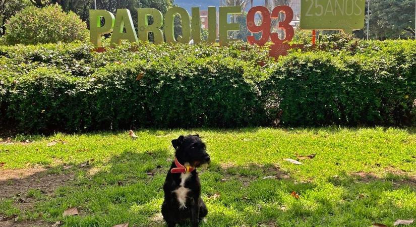 Igazi tündérmese: Bogotába költözött Pogácsa, az örökbefogadott kutya