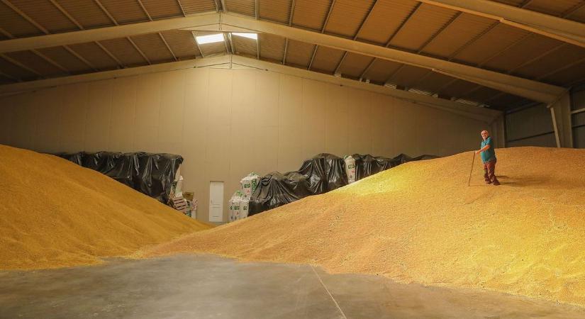 Külön agrárkamarai munkacsoport foglalkozik a gabonakrízissel
