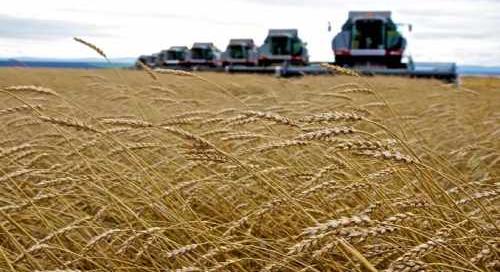 Agrárkamara: munkacsoport alakul az ukrán gabona okozta terménypiaci krízis vizsgálatára