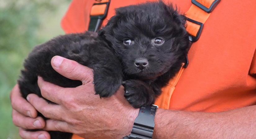 Napi cuki: így nőtt meg az egyik leghíresebb magyar kutya – VIDEÓ!
