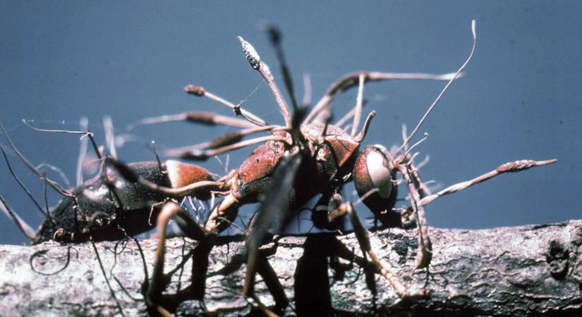 Parazita gombák és „zombi” hangyák: amibe még a harcedzett biológus is beleborzong