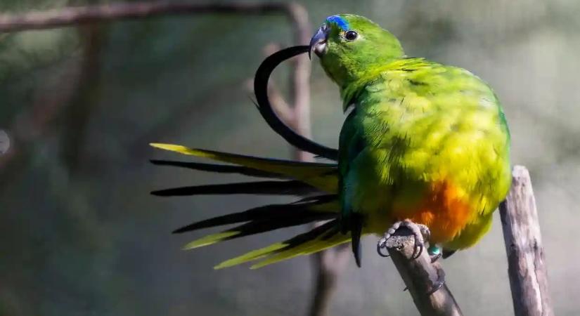 A fogságban szaporodó madarak megváltoztathatják szárnyaik alakját