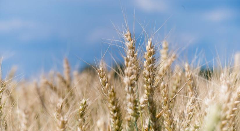 Agrárminisztérium: Az idei esztendő a válságállóság tesztje lesz