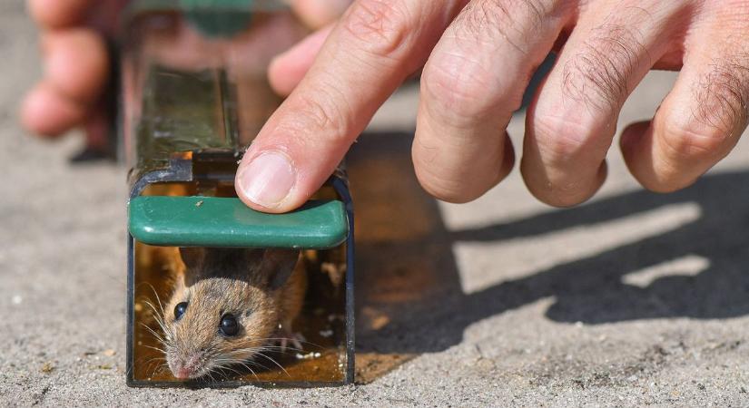 Reszkessetek egerek: gigantikus irtást jelentettek be, ilyen még nem volt