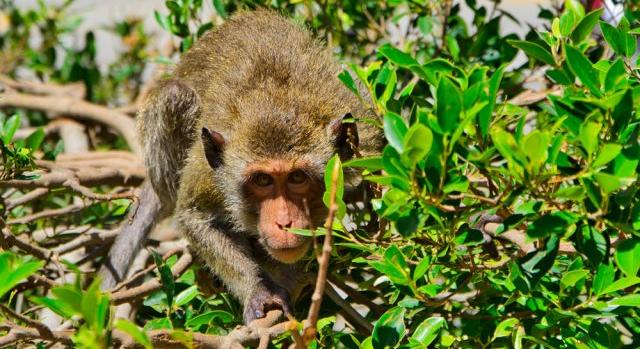 Videón, ahogy megvadult majmok támadnak az influenszer egyéves kisfiára