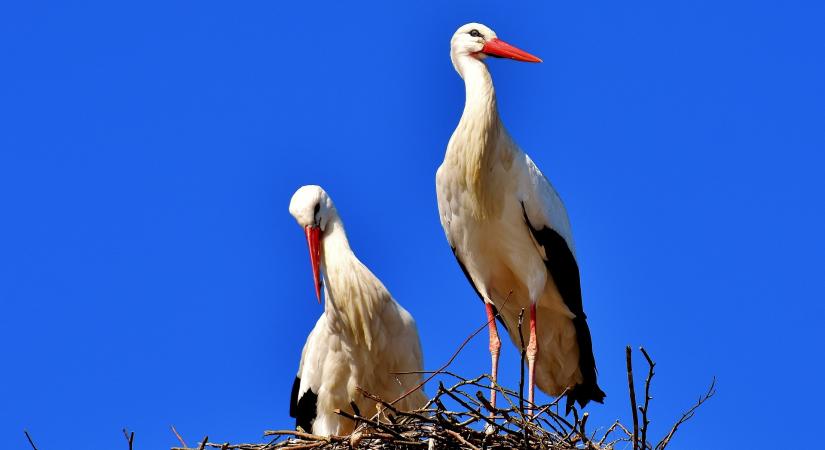 Telefonos applikáció segíti a gólyák megfigyelését