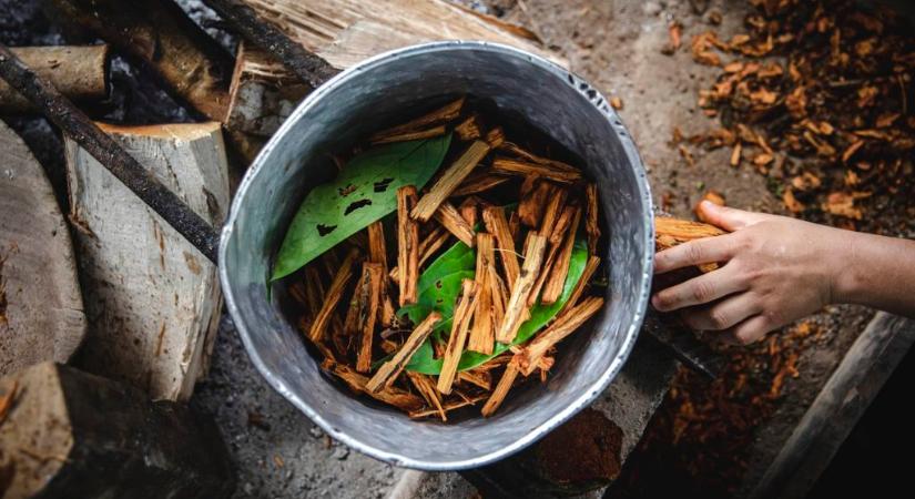 Így hat az agyra az ayahuasca-főzet