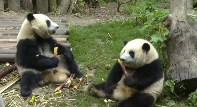 Újra látogathatók Kína óriáspandái, köztük a cuki ikerpandákkal – videó
