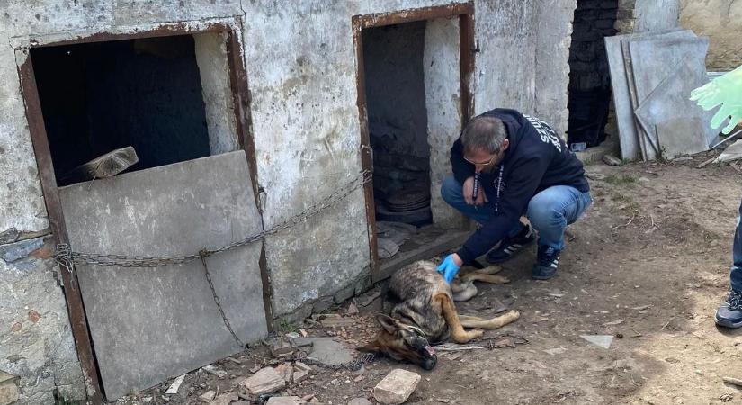 Sokkoló fotók: halálra kínzott kutyához hívták a komáromi állatvédőket