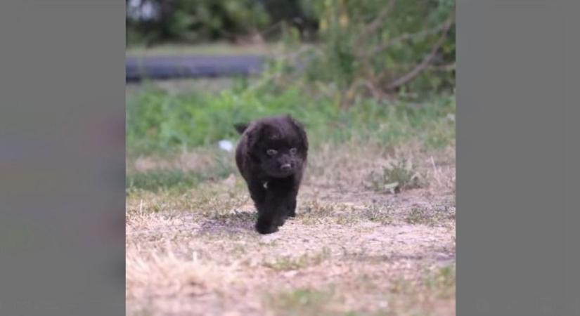 Hatalmasat nőtt Emká, a Magyar Közút imádnivaló, mentett kutyusa - Videó