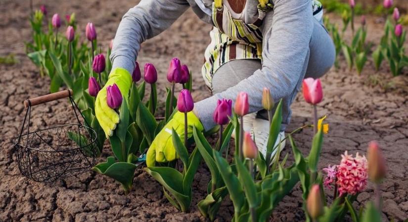 Kétszer annyi ideig virágzik a tulipán ezzel a trükkel