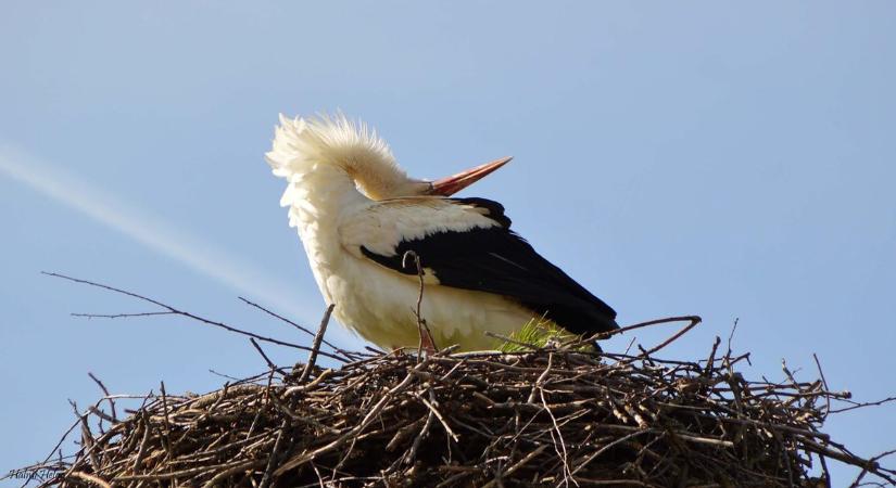 Újabb gólyák itthon: a Gereben család és Bokodi Bóbita is feltűnt már