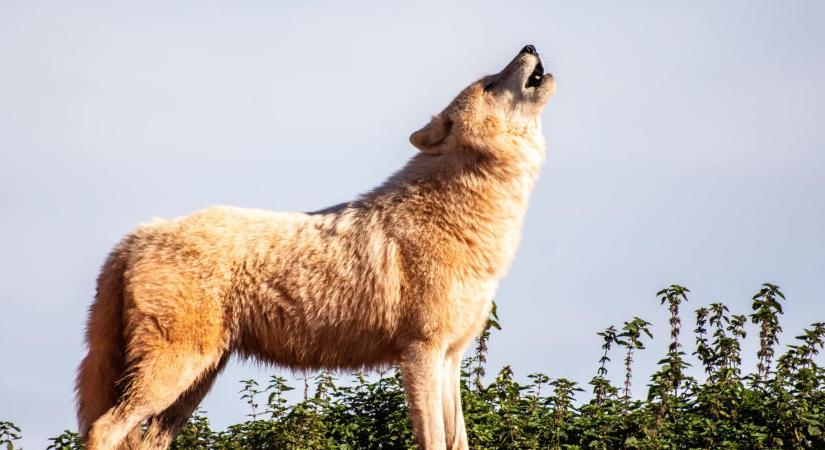 Már elhagyta Budapest környékét és Nógrádban kószál a svájci farkas