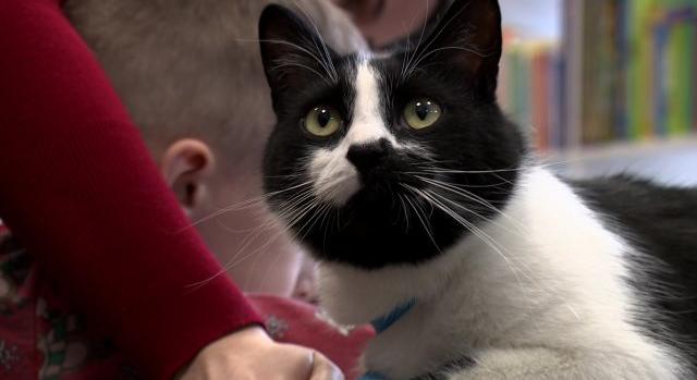 A cicának mindenki szívesen olvas – Carlos autizmussal élő és diszlexiával küzdő gyerekeken is segít