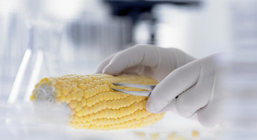 GMO vita: Együtt néz farkasszemet Brüsszellel Berlin és Budapest