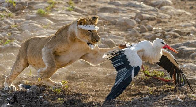 Hajmeresztő fotókon, ahogy egy oroszlán szétmarcangol egy Európában meggyűrűzött gólyát