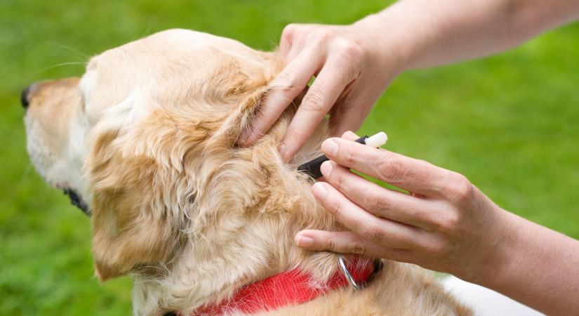 Milyen betegségeket okozhat kutyáknál a kullancs?