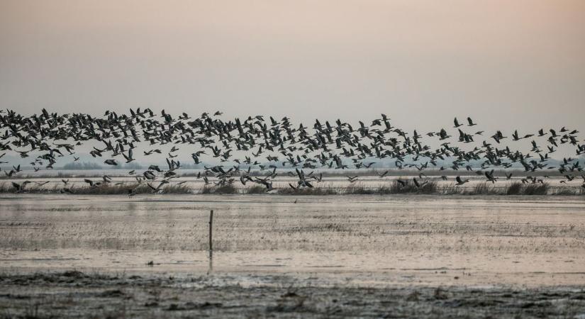Fiatalok a természetvédelemben – idén is várja az ifjú kócsagőröket a Hortobágyi Nemzeti Park Igazgatósága