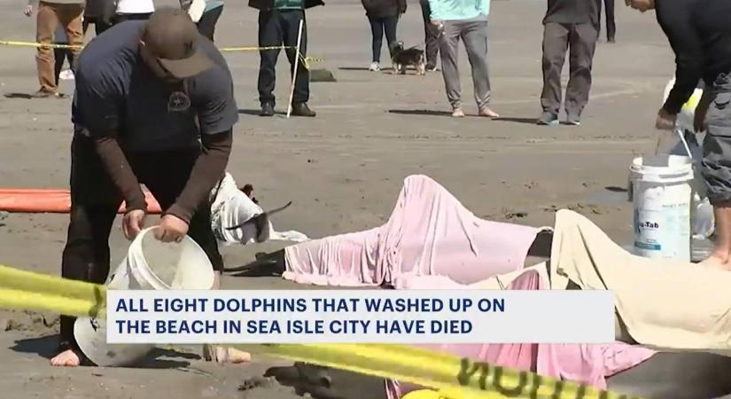 Tömegesen pusztulnak a delfinek New Jerseyben