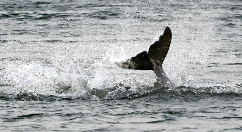 Több delfin is elpusztult New Jersey-ben