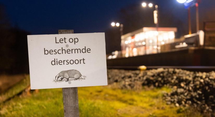 Elindultak a borzok Hollandiában, és tönkretették a vasúti közlekedést
