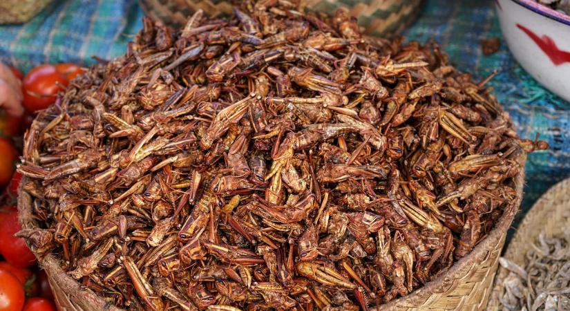 Két nap múlva életbe lép a rovarfehérjét tartalmazó ételekről szóló rendelet