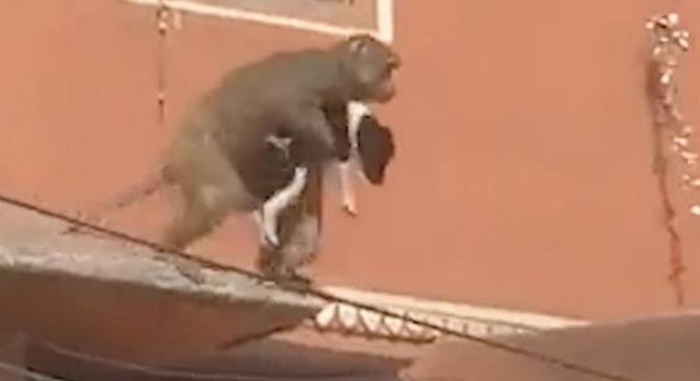 Videón, ahogy egy majom elrabol egy kiskutyát