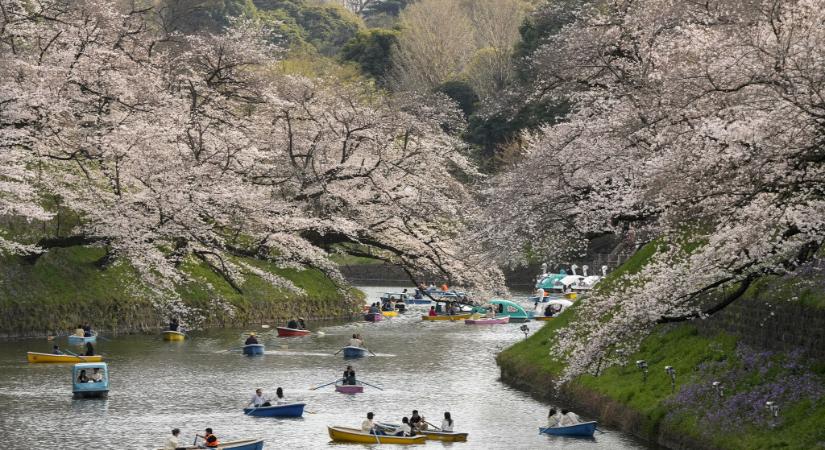 Idén ismét rekordot döntött a cseresznyevirágzás Tokióban
