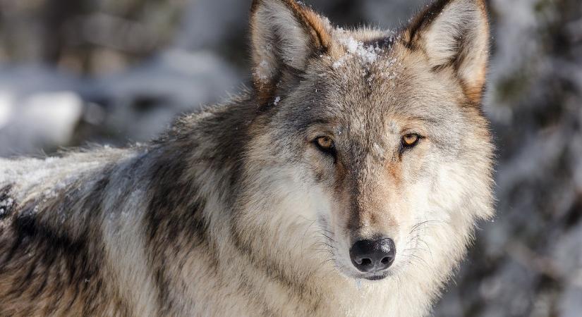 A Bükki Nemzeti Parkban kóborol az egy évvel ezelőtt, Svájcból indult farkas