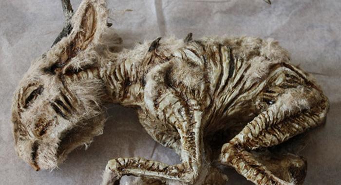 Képzeletbeli lények igazi tárháza – A Merrylin Cryptid Múzeum gyűjteménye durván hátborzongató