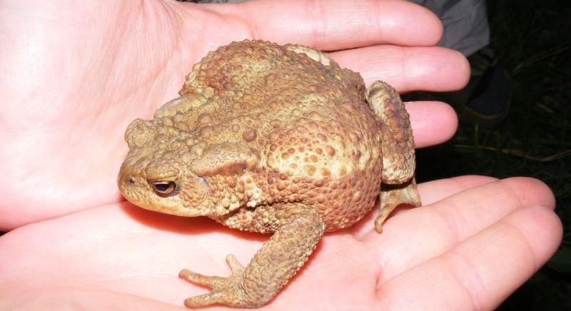 A lakosság is segítheti a fogságba esett békák mentését